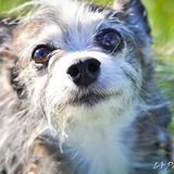 Entry image for Olive