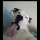 Entry image for Boscoe