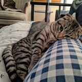 Entry image for Mack