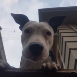 Entry image for Sula