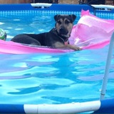 Entry image for Roxi