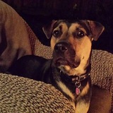 Entry image for Roxi