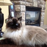 Entry image for Pepper