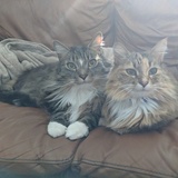 Entry image for Samphrey and Shuna (Gaelic Siuna)