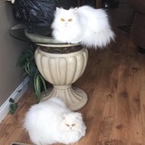 Entry image for Nemiah and Bella