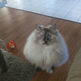 Entry image for Buttons