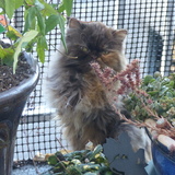 Entry image for Georgia