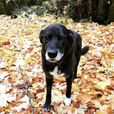 Entry image for Maya