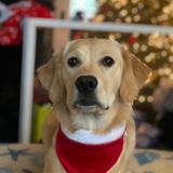 Entry image for Shelby