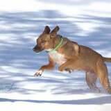 Entry image for Ginger