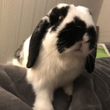 Entry image for Peanut