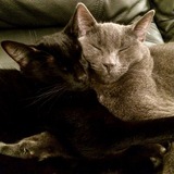 Entry image for Moka & Kona