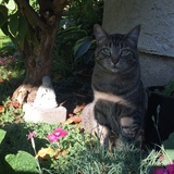 Entry image for Jewel