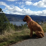 Entry image for Maple 