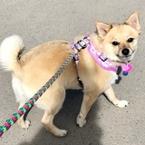 Entry image for Tango