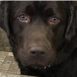 Entry image for Tanner