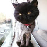 Entry image for Oscar