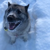 Entry image for Bella