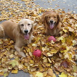 Entry image for Belle and Maks