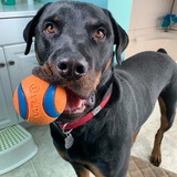 Entry image for Brutus