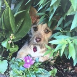 Entry image for Sofie