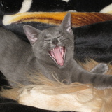 Entry image for Alie