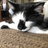 Entry image for Riley