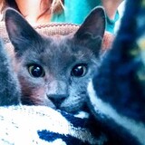 Entry image for Mia the Wonder Cat