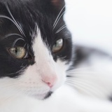 Entry image for Mickey 