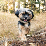 Entry image for Bentley