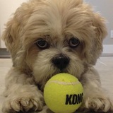 Entry image for Butters