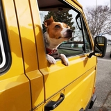 Entry image for Cooper