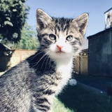 Entry image for George