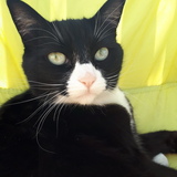 Entry image for Lucy