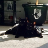 Entry image for Buddy and Oliver