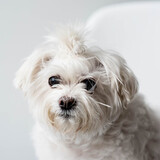 Entry image for Coco