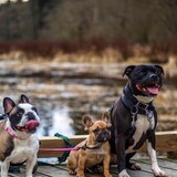 Entry image for Harley, Gunner, and Bart