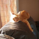 Entry image for Willie