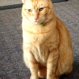 Entry image for Simon