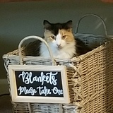 Entry image for Lacey