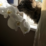 Entry image for Luna