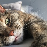 Entry image for Keltie