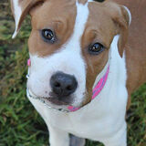 Entry image for Hazel