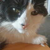 Entry image for Biggy