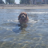 Entry image for Aria