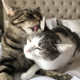 Entry image for Hunter and Bella