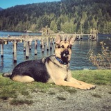 Entry image for Harley