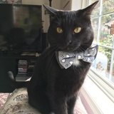 Entry image for Ollie