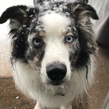 Entry image for Jango Pet