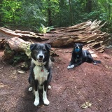 Entry image for Tobie & Chance 